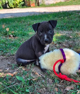 Les chiots de American Staffordshire Terrier