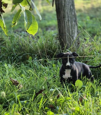 Les chiots de American Staffordshire Terrier