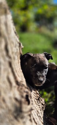 Les chiots de American Staffordshire Terrier