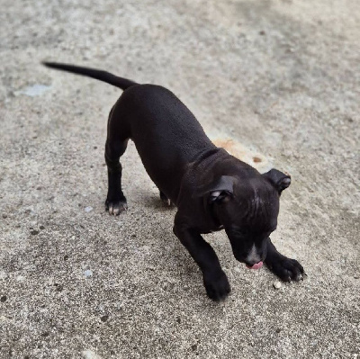 Les chiots de American Staffordshire Terrier