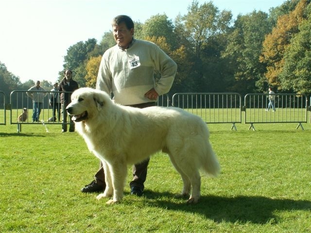 CH. Aspin Du val du lavedan - cacib et champion du luxembourg