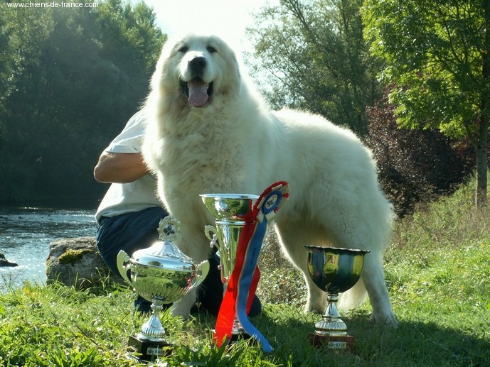 CH. Aspin Du val du lavedan - CACS NATIONALE D'ELEVAGE