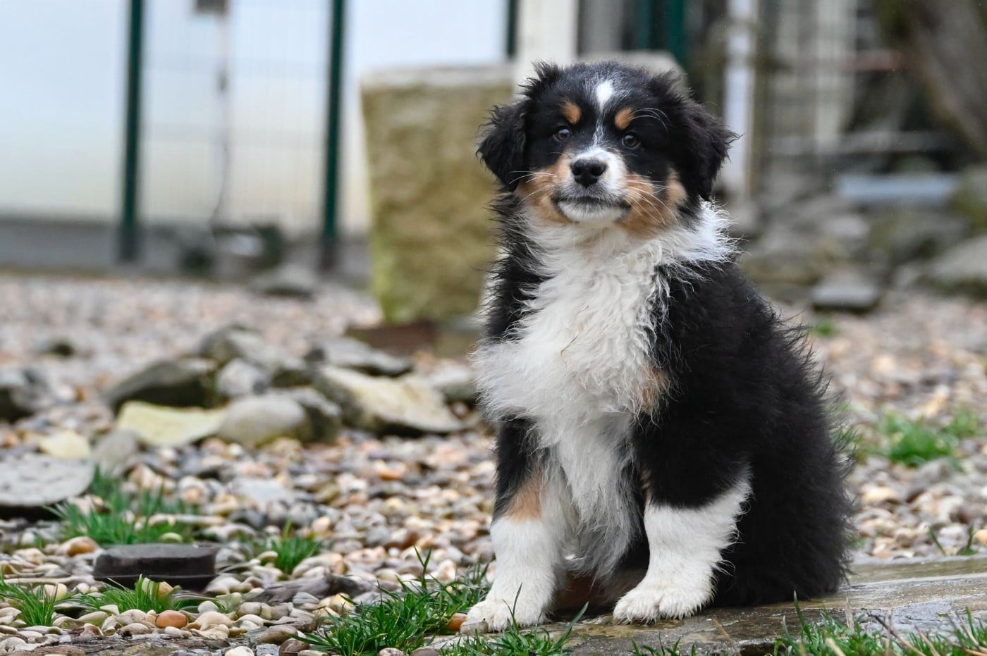 Berger Australien - Na Caorrun
