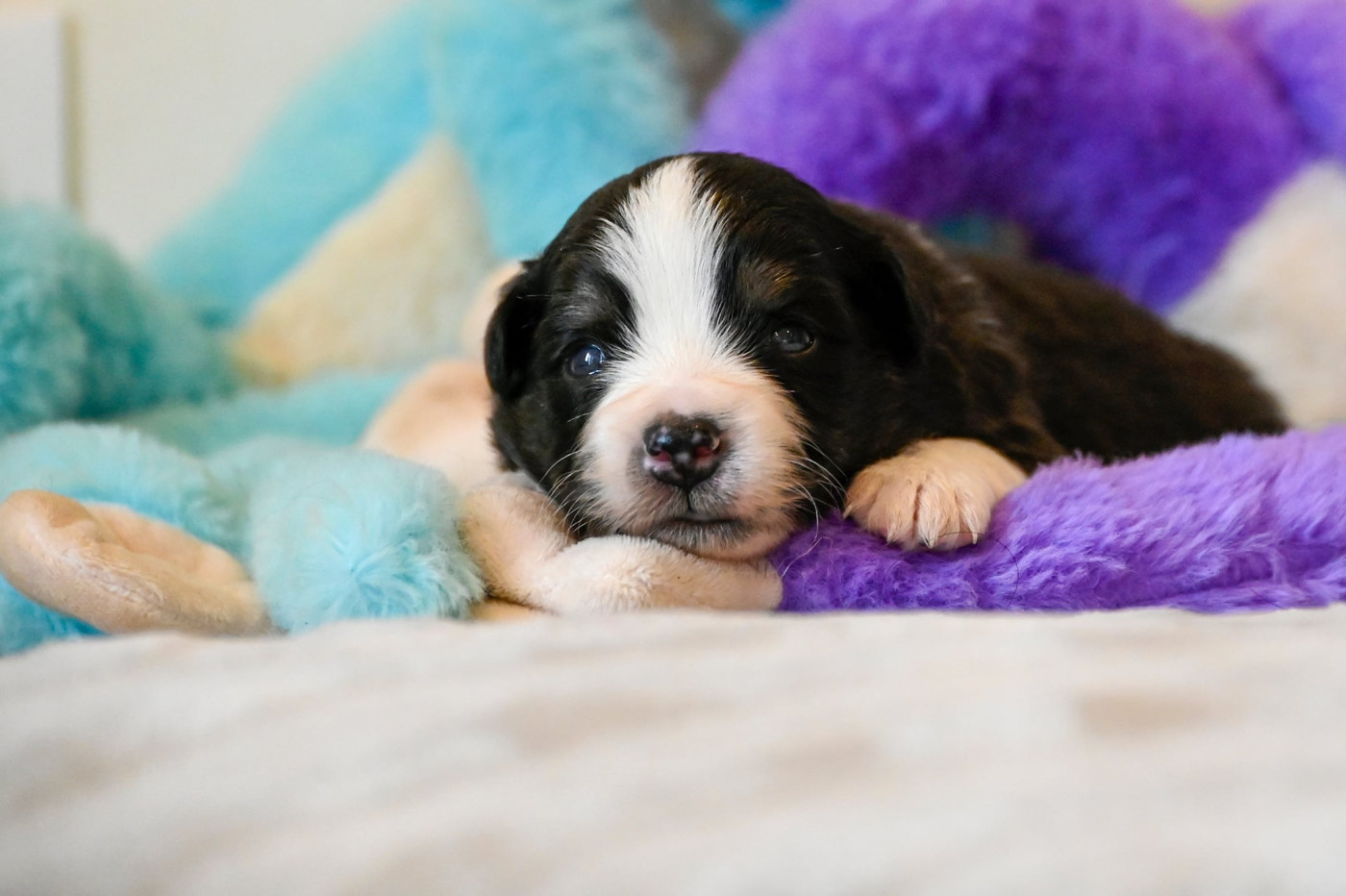 Chiot N°1 - Berger Américain Miniature
