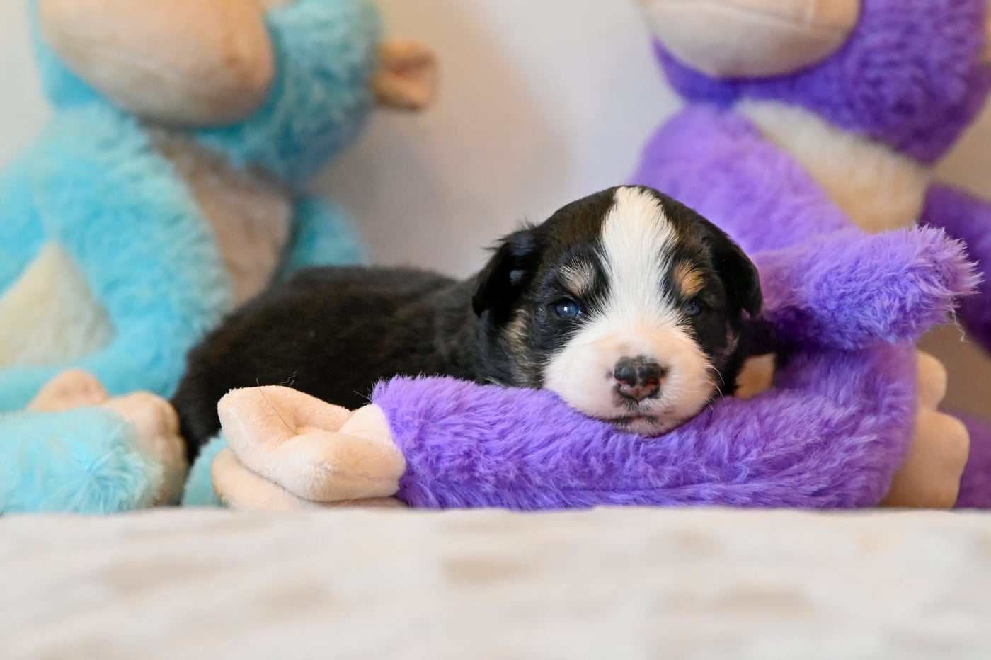 Chiot N°4 - Berger Américain Miniature