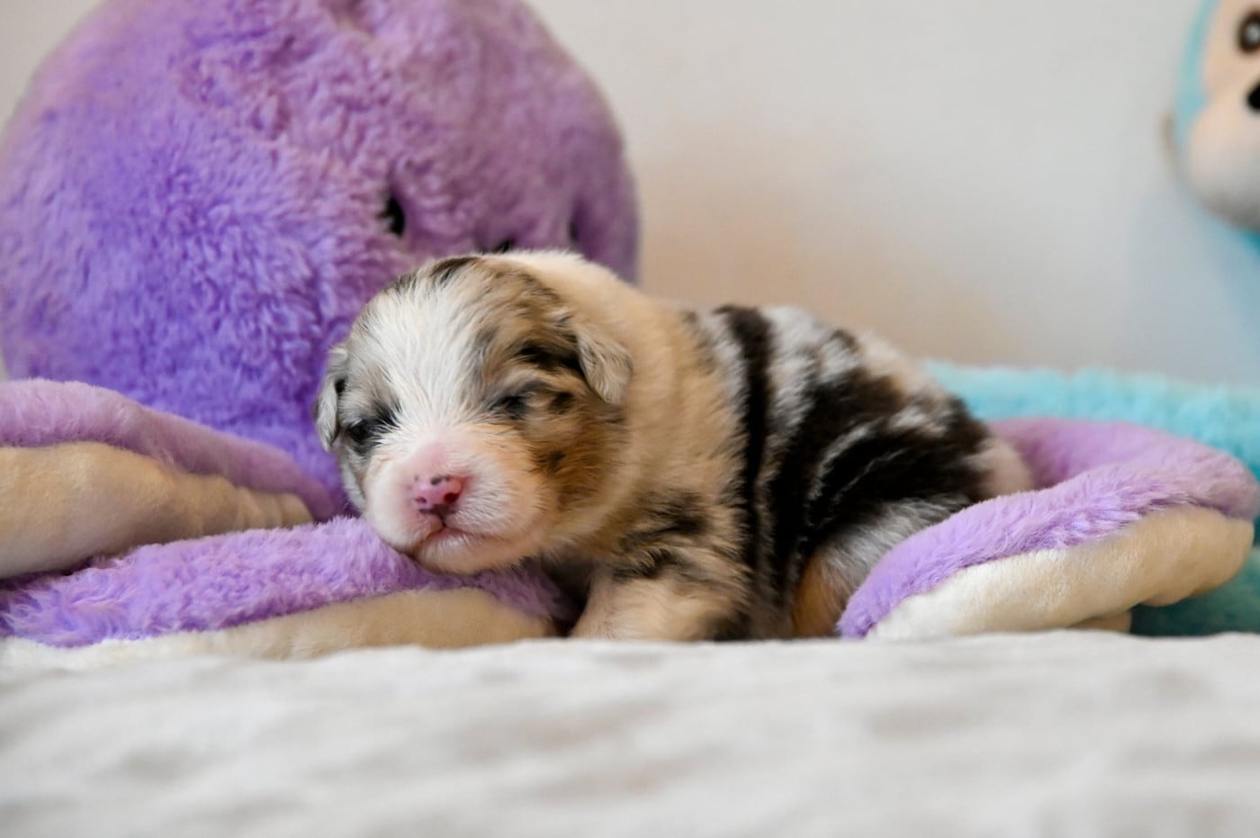 Chiot N°1 - Berger Australien