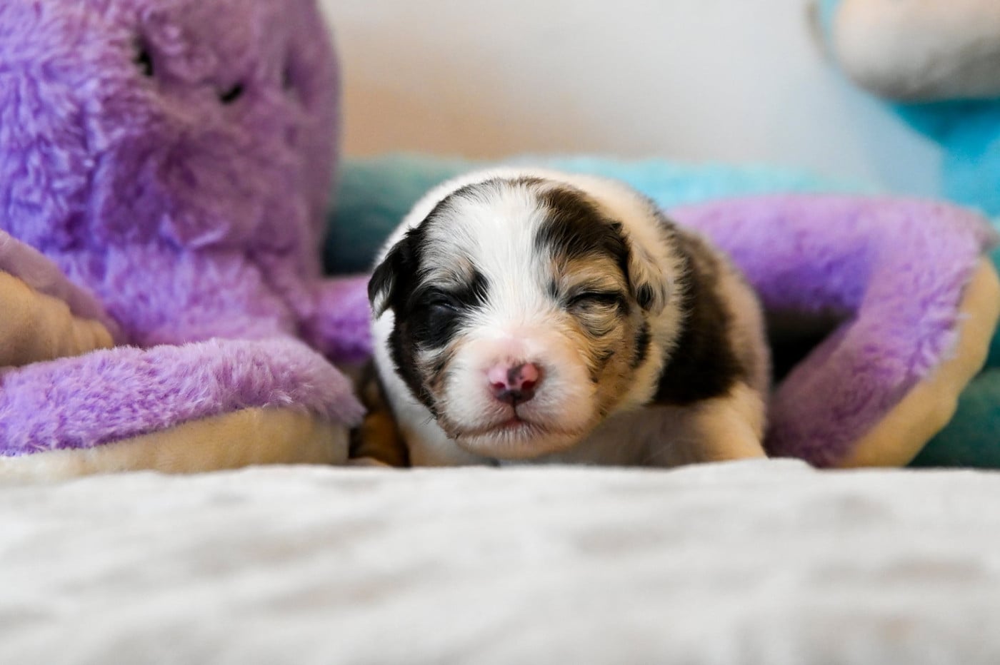 Chiot N°2 - Berger Australien