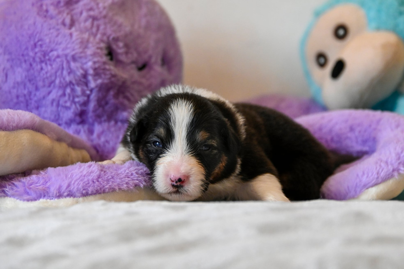 Chiot N°3 - Berger Australien
