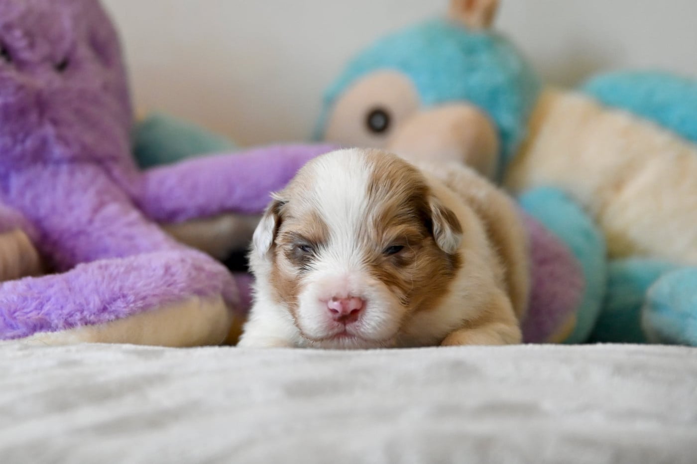 Chiot N°5 - Berger Australien