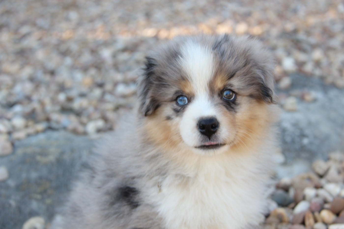 Chiot N°1