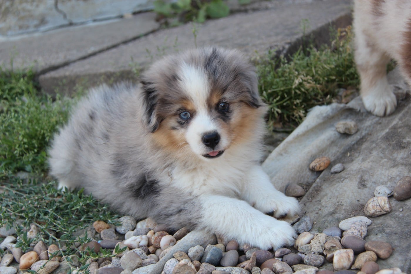 Chiot N°1