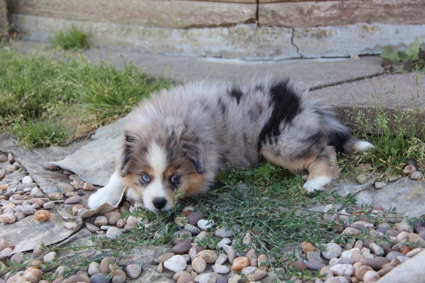 Chiot N°1