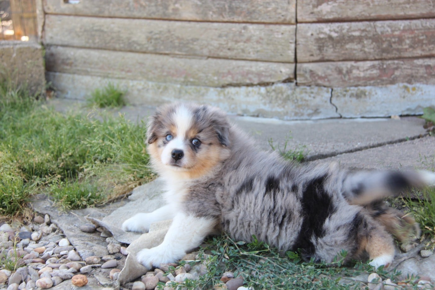 Chiot N°1