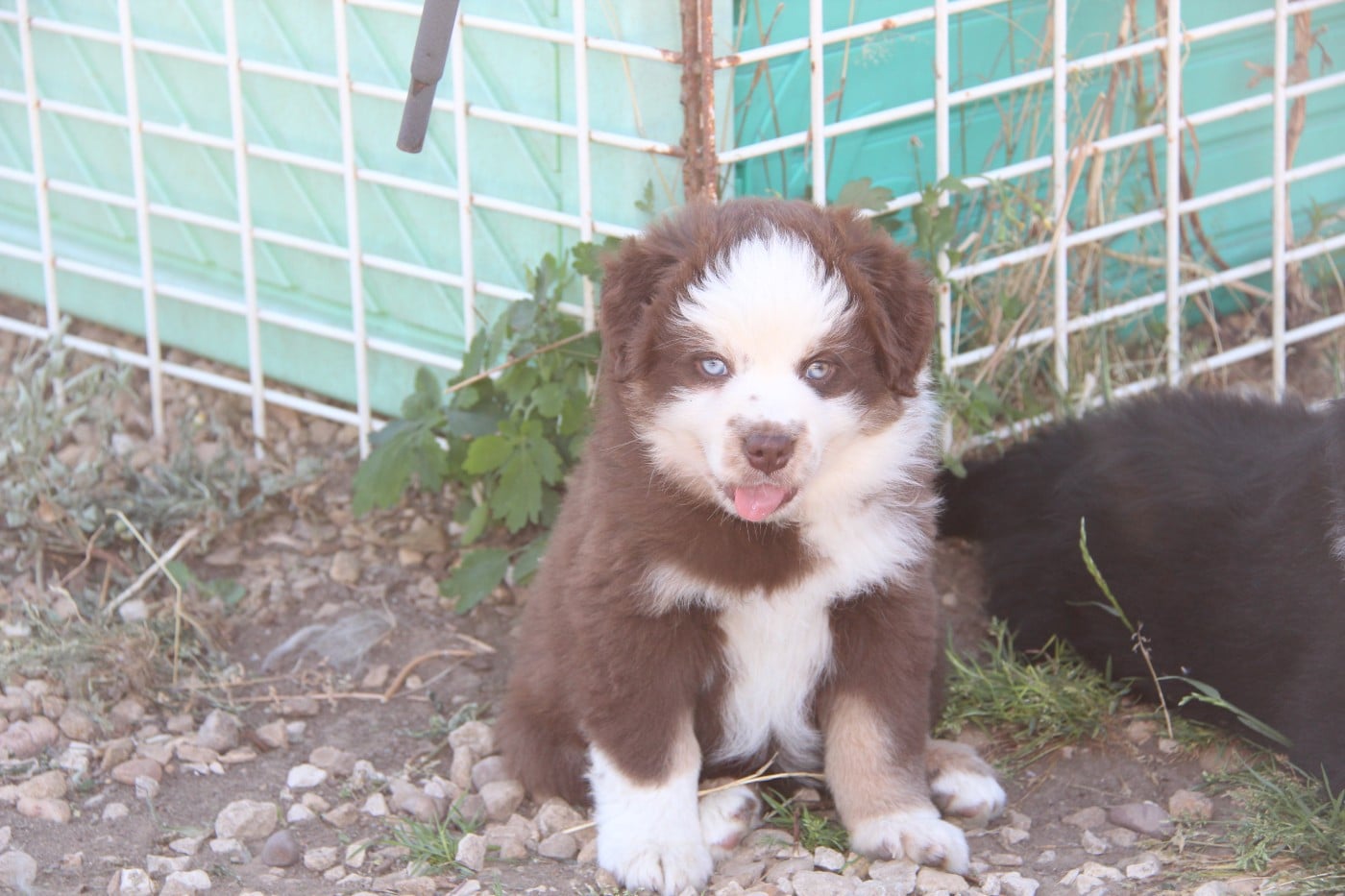 Chiot N°3
