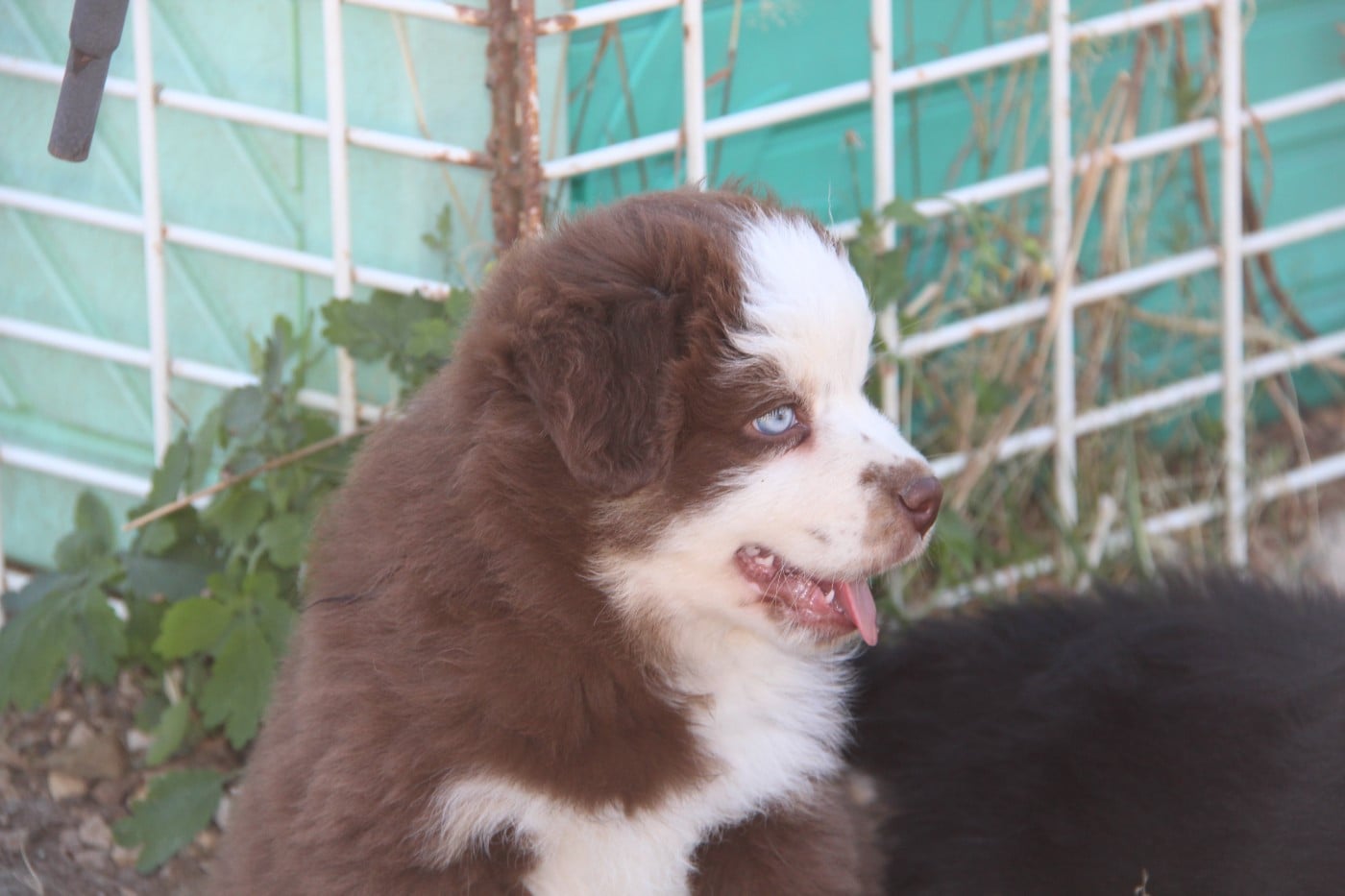 Chiot N°3
