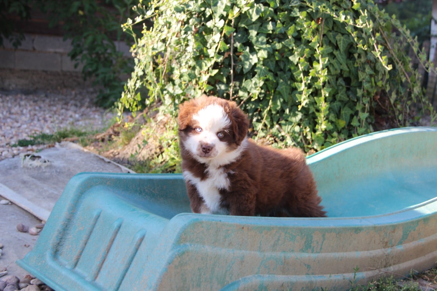 Chiot N°3