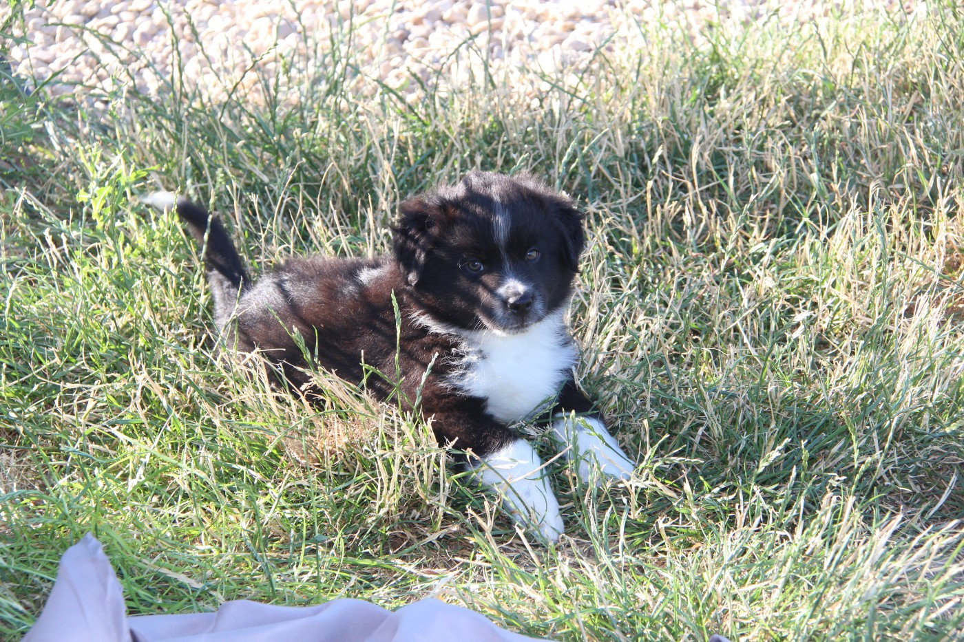 Chiot N°5