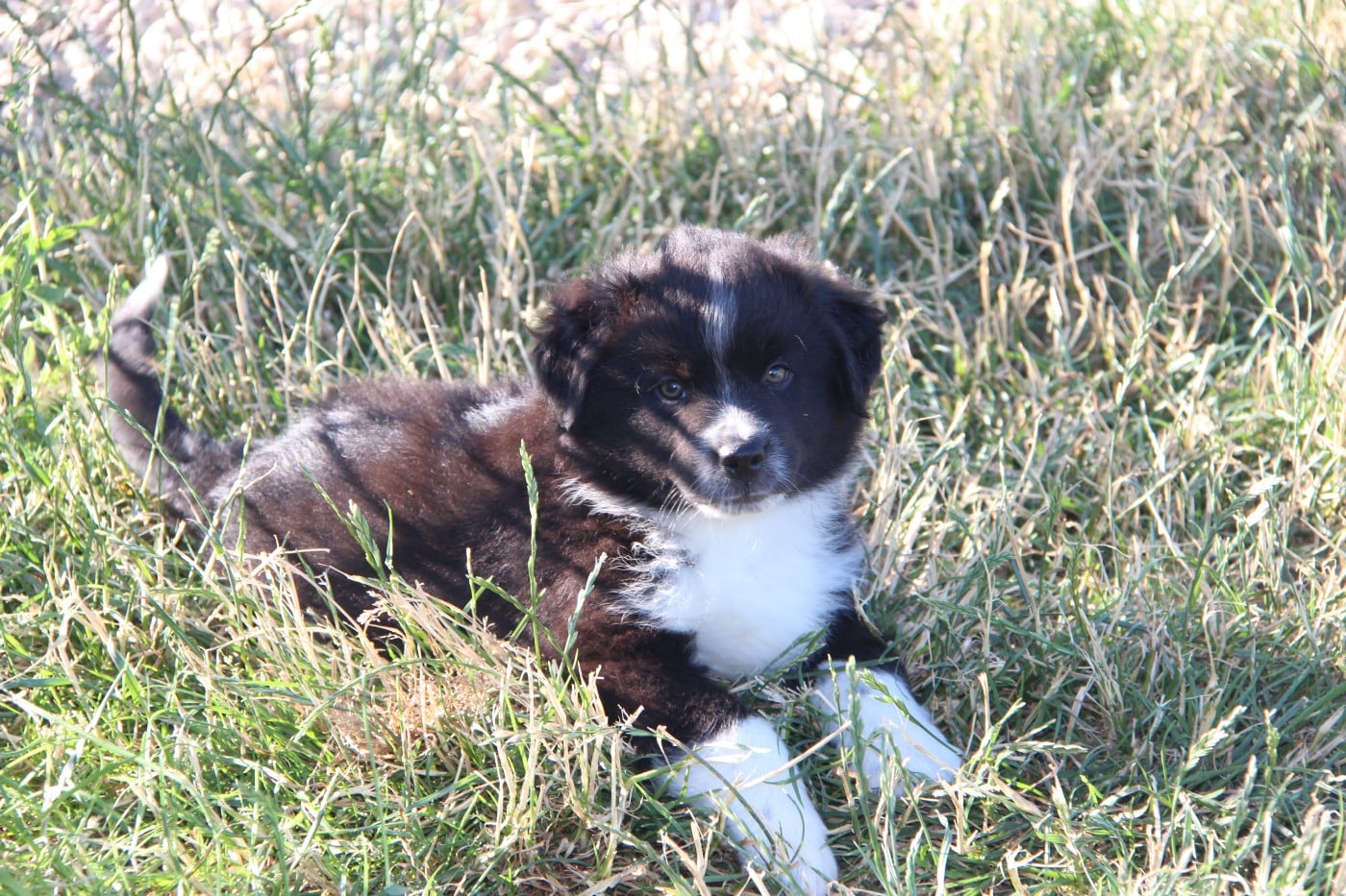 Chiot N°5