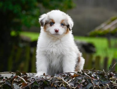 Les chiots de Berger Australien