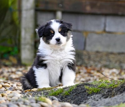 Les chiots de Berger Australien