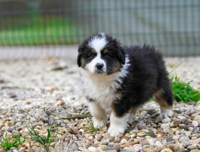Les chiots de Berger Australien
