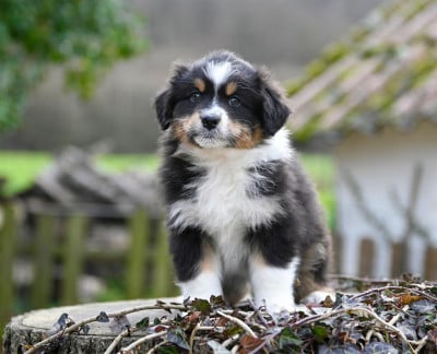 Les chiots de Berger Australien