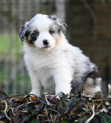 Les chiots de Berger Australien