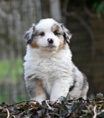 Les chiots de Berger Australien