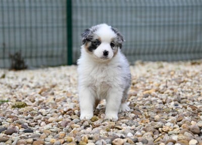 Les chiots de Berger Australien