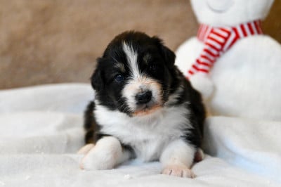 Les chiots de Berger Australien