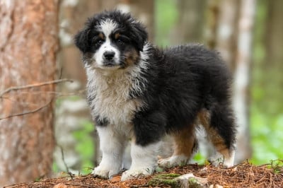 Les chiots de Berger Australien