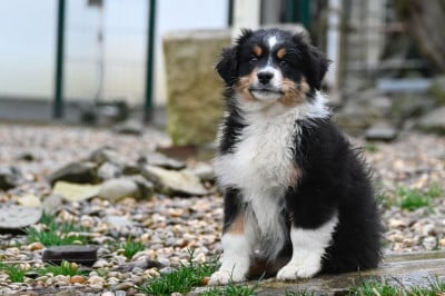 Les chiots de Berger Australien