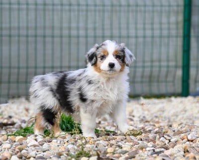 Les chiots de Berger Australien