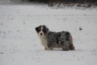 Les chiots de Berger Australien
