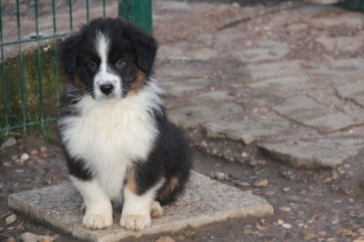 Les chiots de Berger Australien