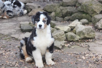 Les chiots de Berger Australien