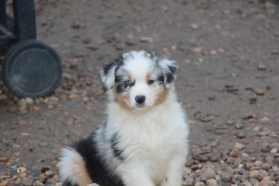 Les chiots de Berger Australien