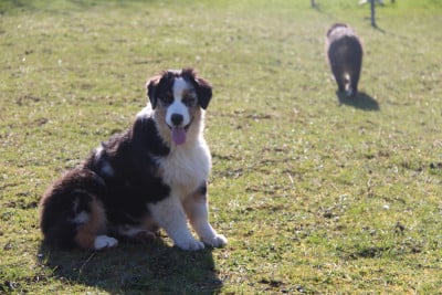 Les chiots de Berger Australien
