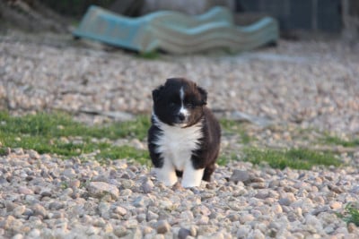 Les chiots de Berger Américain Miniature 