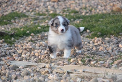 Les chiots de Berger Américain Miniature 