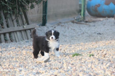 Les chiots de Berger Américain Miniature 