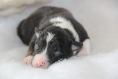 Chiot N°1 - Berger Américain Miniature 