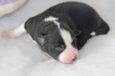 Chiot N°2 - Berger Américain Miniature 