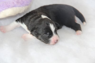 Chiot N°3 - Berger Américain Miniature 