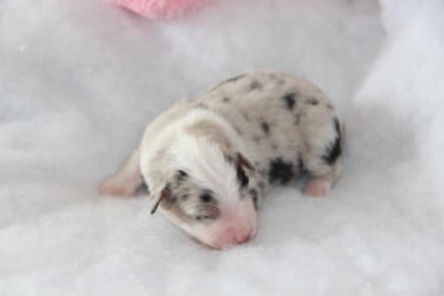 Berger Américain Miniature 