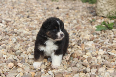 Les chiots de Berger Américain Miniature