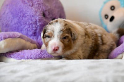 Les chiots de Berger Australien