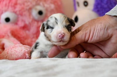 Les chiots de Berger Australien