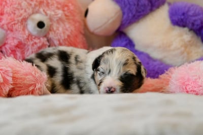 Les chiots de Berger Australien