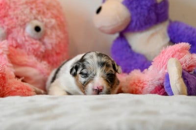 Les chiots de Berger Australien